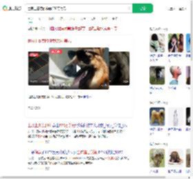 世界上最贵的狗卖570万美元_360搜索