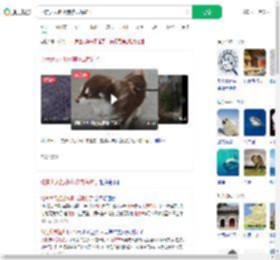 北京大风把小狗吹成海豹了_360搜索